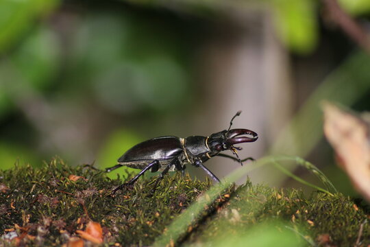 Gros plan macro d'un perce oreille &agrave; Arreau dans les Hautes-Pyr&eacute;n&eacute;es en France