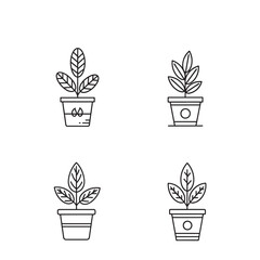 Four potted plants with varying leaf shapes and pot designs isolated on transparent background