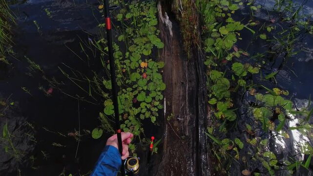 POV of man with rod and box of night crawlers walking on the drift wood or broken tree in the lake water, uncharted territory, spinning rod, camera on the head. Angler fishing lake in the crown land.
