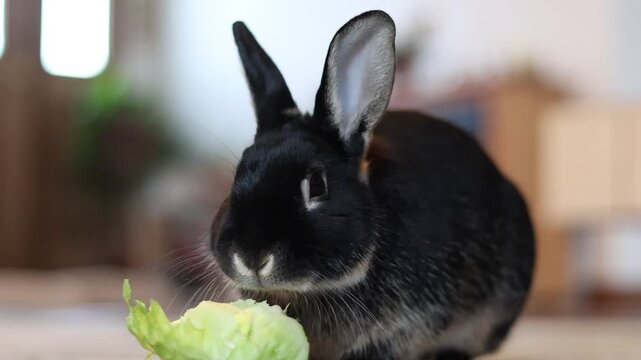 Adorable black and tan house rabbit enjoy Romaine lettuce snack 