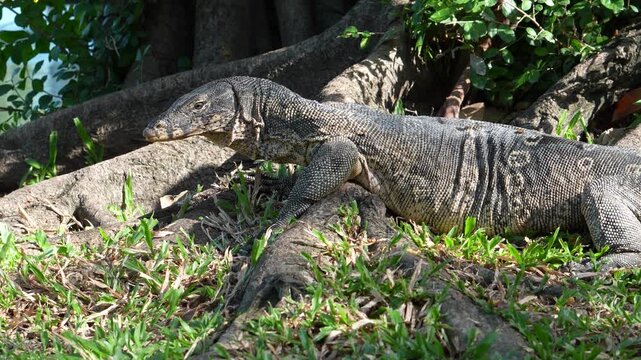 Large wild monitor lizard resting near tree roots and turning head toward camera in natural habitat. Wildlife observation scene