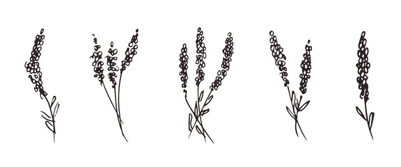 Minimalistic set of designs with lavender ink Hand-drawn lavender isolated, botanical design