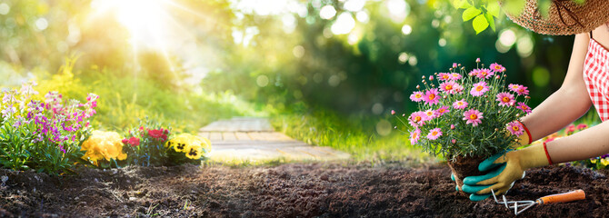 Gardening - Hands Planting Daisy In Sunny Garden - Gardener Hold Plant In Dirt With Defocused Flowerbed