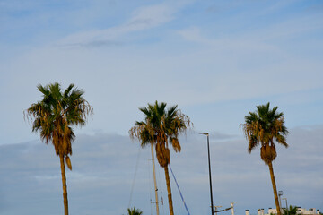 Obraz premium Palm trees standing under blue cloudy sky