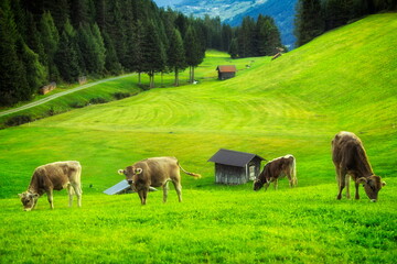 Fototapeta premium Brown cows grazing on green alpine meadows in the Austrian Alps at sunset. Traditional wooden mountain huts and forest under a cloudy sky in Tyrol, Austria. Rural landscape with livestock golden hour.