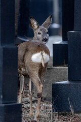 Reh zwischen Grabsteinen