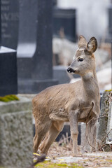 Reh auf einem Friedhof
