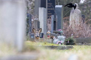 Reh am Wiener Zentralfriedhof