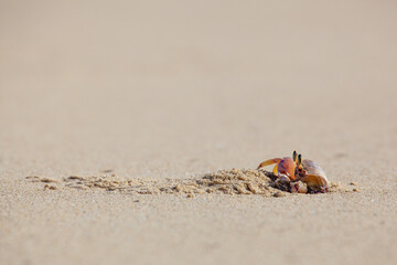 Crab digs in the sand with a lot of blank space