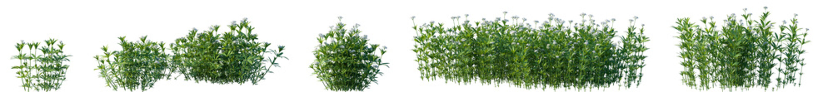 Set of Galium odoratum (the sweet woodruff, sweetscented bedstraw) flowering frontal isolated png on a transparent background perfectly cutout	