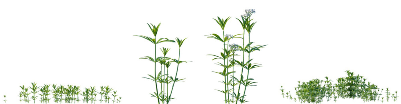 Set of Galium odoratum (the sweet woodruff, sweetscented bedstraw) flowering frontal isolated png on a transparent background perfectly cutout	