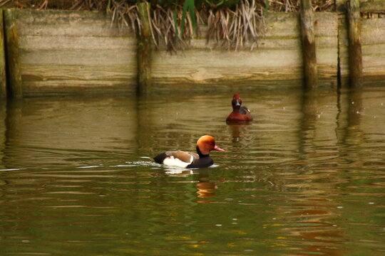 Canard espagnol Nette rousse m&acirc;le dans une mare &agrave; Delta de l'Ebre en Espagne