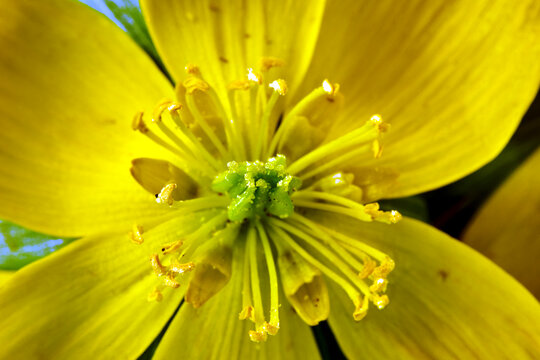 Close-up of a yellow blooming aconite flower in a meadow in spring