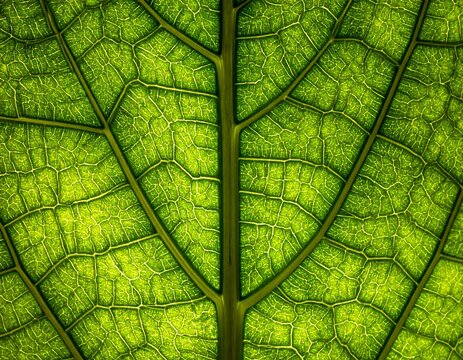 Detailed macro view of a vibrant green leaf illuminated from behind