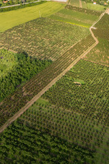 Aerial view of agricultural land. Valley of fruit farms
