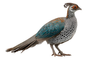 Fototapeta premium pheasant isolated on white background