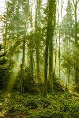 Rays of light in forest close to Sonnenberg near Luzern