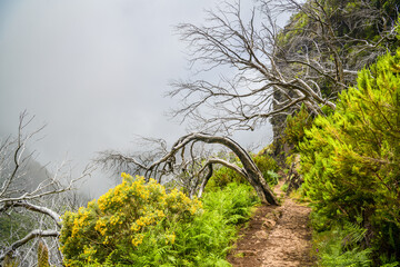 Dried trees close to Pico Ruivo peak in Madeira