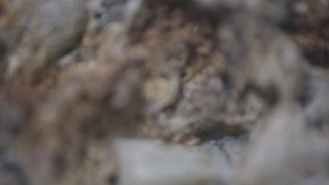Macro documentation of weathering and erosion features in Khibiny rock via microscope objective at 2.4&times; magnification with 15 mm field of view. Naturally developed surface texture