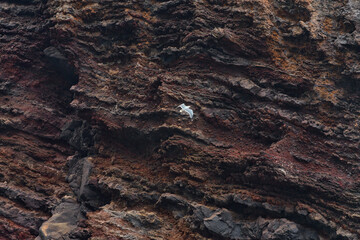 Obraz premium Seagull flying at Los Gigantes cliffs
