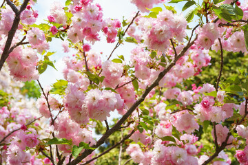 Obraz premium Delicate pink cherry blossoms, blooming sakura flowers on tree branch in spring with soft light and shallow depth of field on blue sky background. Renewal purity and seasonal natural beauty