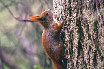 Portret rudej wiewiórki pospolitej (Sciurus vulgaris) w naturalnym środowisku leśnym, detale futra i puszystego ogona na drzewie. © Henryk Niestrój