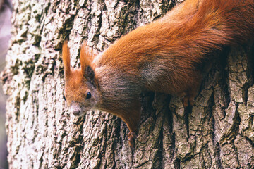 Portret rudej wiewiórki pospolitej (Sciurus vulgaris) w naturalnym środowisku leśnym, detale futra i puszystego ogona na drzewie. © Henryk Niestrój