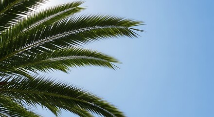 Fototapeta premium Palm tree against blue sky, tropical nature background, green leaves, outdoor scene