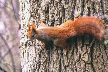 Portret rudej wiewiórki pospolitej (Sciurus vulgaris) w naturalnym środowisku leśnym, detale futra i puszystego ogona na drzewie. © Henryk Niestrój