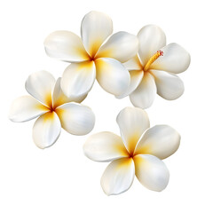 Fototapeta premium White frangipani flower isolated on white background