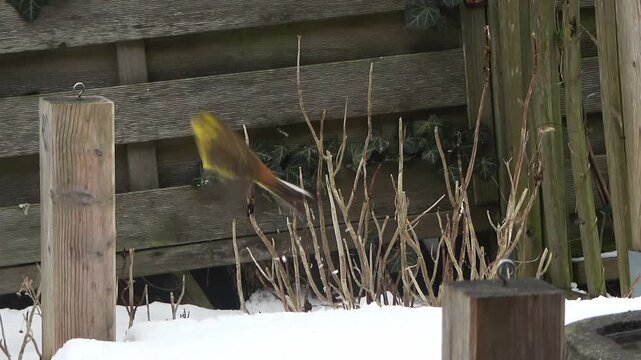 Yellowhammer bird foraging in the snow