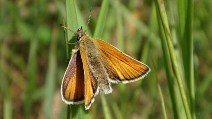 The Essex skipper (Thymelicus lineola), female perching on a blade of grass © Distracted_by_Bugs