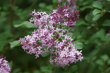 Fototapeta premium A cluster of small purple flowers emerges on a plant in the garden during spring. Green leaves surround the flowers under clear sunlight, showing nature's colors. Selective Focus