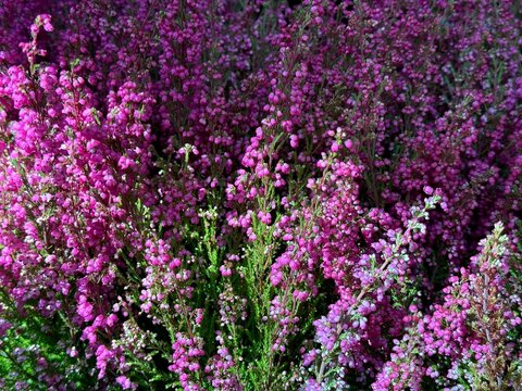 Calluna vulgaris, heather, ling flowering plant family Ericaceae. 
