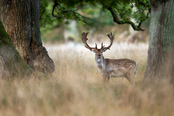 Fallow deer ( Dama dama ) male stag © Piotr Krzeslak