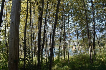 Obraz premium trees in the forest