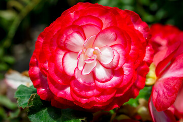 Vibrant red and white Tuberous Begonia (Begonia x tuberhybrida) flower at a Waukesha County, Wisconsin nursery during a sunny June.