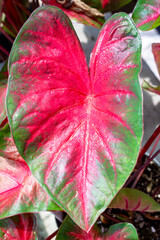 Vibrant red and green Caladium bicolor (Angel Wings) leaf growing at a nursery in Waukesha County, Wisconsin, during a sunny June.