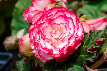 Bicolor pink and white Tuberous Begonia (Begonia x tuberhybrida) flower at a Waukesha County, Wisconsin nursery during a sunny June.