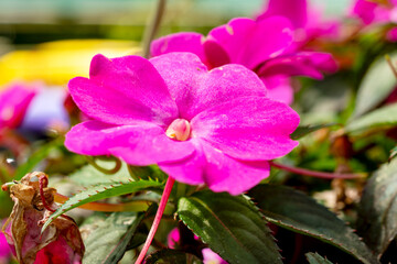 Bright pink Impatiens walleriana (Busy Lizzie) flower blooming at a nursery in Waukesha County, Wisconsin, during a sunny June.