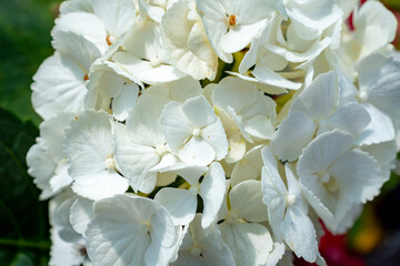 Cluster of white Hydrangea macrophylla flowers blooming at a nursery in Waukesha County, Wisconsin, during a sunny June.