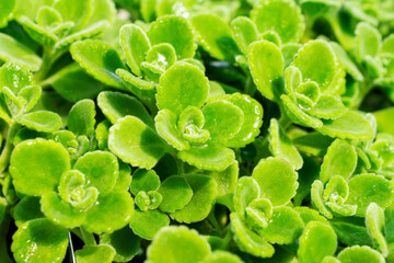 Lush green Pennywort (Hydrocotyle) leaves forming a natural pattern at a nursery in Waukesha County, Wisconsin, during a sunny day in June.