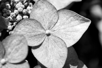 Artistic black and white study of a Hydrangea macrophylla bloom, emphasizing textures and contrast at a Waukesha County, Wisconsin nursery.