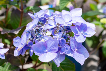 Vibrant purple Lacecap Hydrangea (Hydrangea macrophylla) flowers blooming at a nursery in Waukesha County, Wisconsin, during a sunny June day.