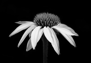Classic black and white fine art photograph of a Daisy bloom isolated against a dark background in Waukesha County, Wisconsin in June.