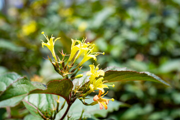 Yellow Southern Bush Honeysuckle (Diervilla sessilifolia) flowers blooming at a Waukesha County, Wisconsin nursery during a sunny June.