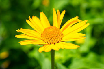 Bright yellow Oxeye Sunflower (Heliopsis helianthoides) blooming at a nursery in Waukesha County, Wisconsin, during a sunny June day.