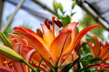 Side view of a vibrant orange Asiatic Lily blooming in a greenhouse at a Waukesha County, Wisconsin nursery during a sunny June day.