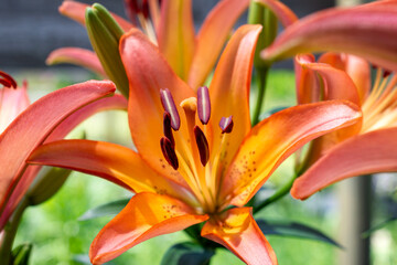 Close-up of a sunlit orange Asiatic Lily in bloom at a nursery in Waukesha County, Wisconsin, during a bright day in June.