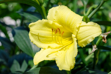 Bright yellow Daylily (Hemerocallis) blooming at a nursery in Waukesha County, Wisconsin, during a sunny day in June.